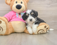 7 week old Aussiechon Puppy For Sale - Windy City Pups