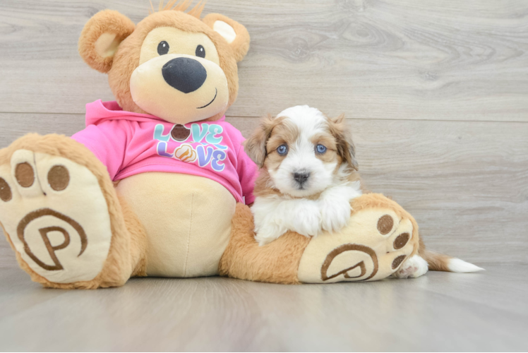 Aussiechon Puppy for Adoption