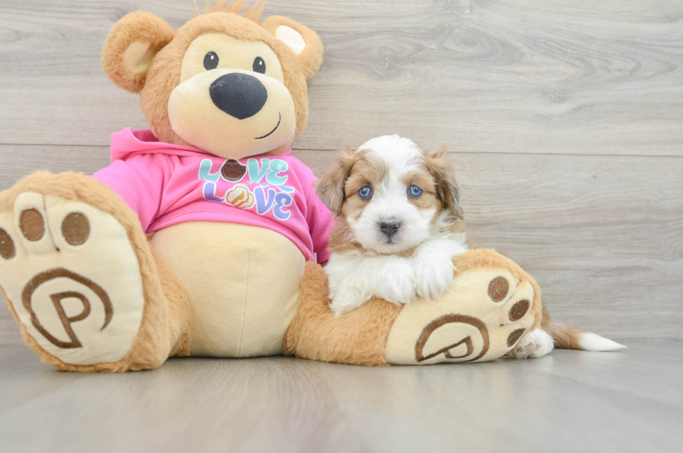 5 week old Aussiechon Puppy For Sale - Windy City Pups