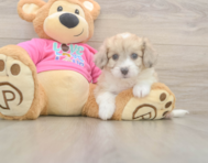 7 week old Aussiechon Puppy For Sale - Windy City Pups