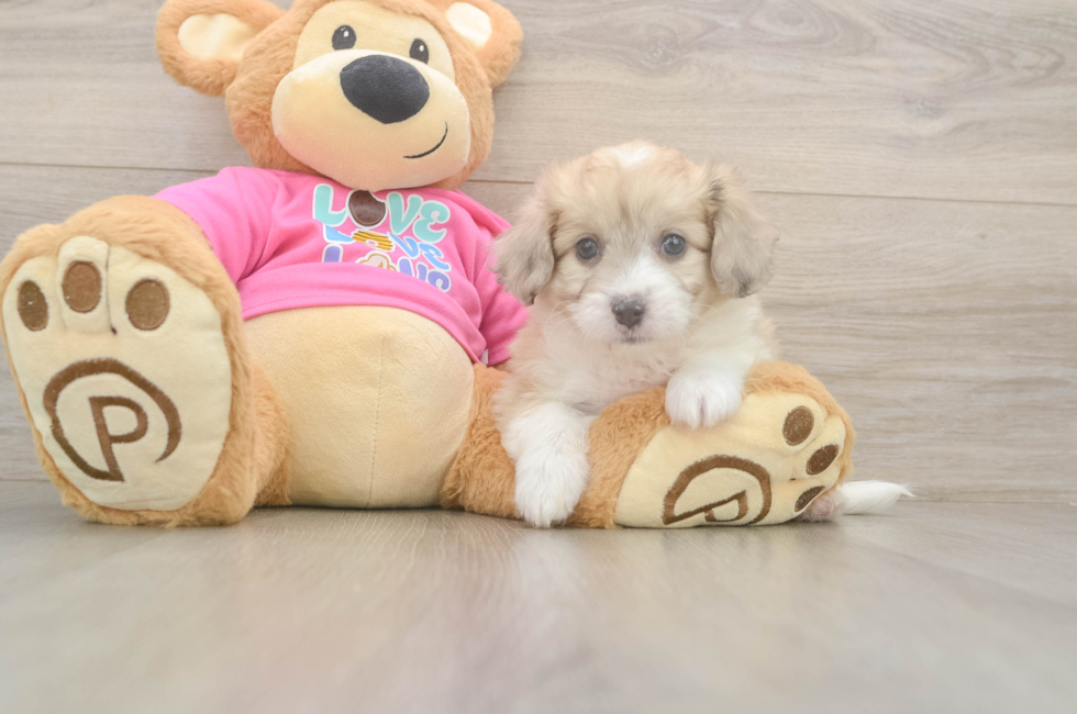 6 week old Aussiechon Puppy For Sale - Windy City Pups