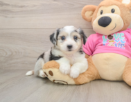 7 week old Aussiechon Puppy For Sale - Windy City Pups