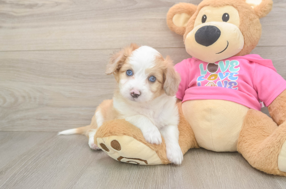 6 week old Aussiechon Puppy For Sale - Windy City Pups