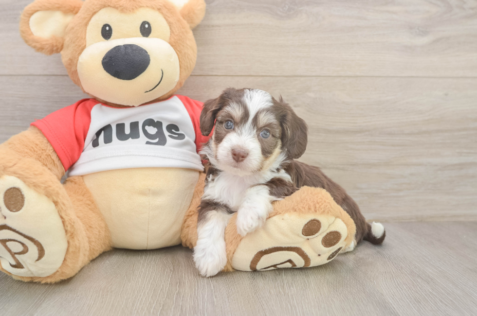 5 week old Aussiechon Puppy For Sale - Windy City Pups