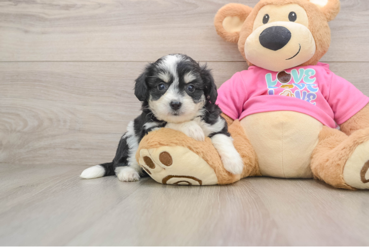Little Aussie Bichon Designer Puppy