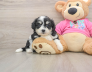 7 week old Aussiechon Puppy For Sale - Windy City Pups