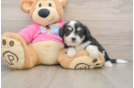 Best Aussiechon Baby