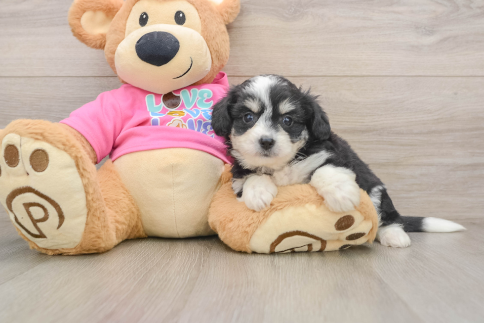 Best Aussiechon Baby