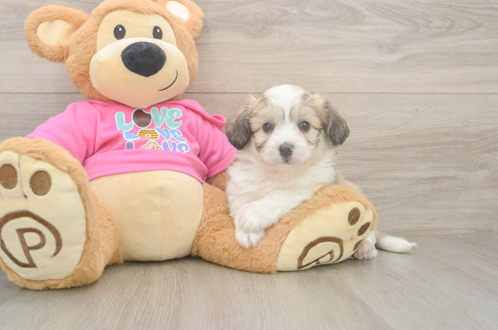 6 week old Aussiechon Puppy For Sale - Windy City Pups