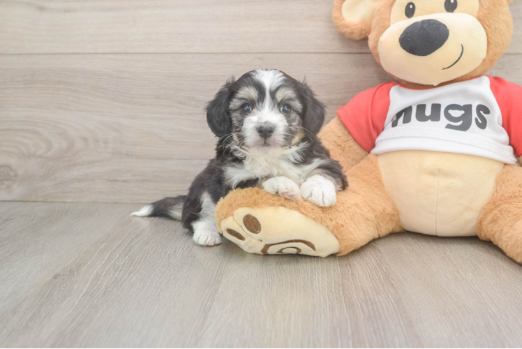 Best Aussiechon Baby