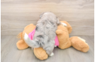Aussiechon Puppy for Adoption