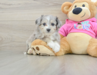 7 week old Aussiechon Puppy For Sale - Windy City Pups