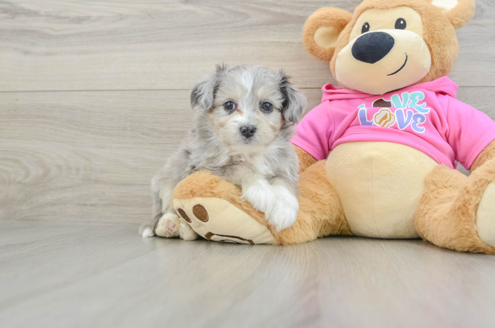 6 week old Aussiechon Puppy For Sale - Windy City Pups