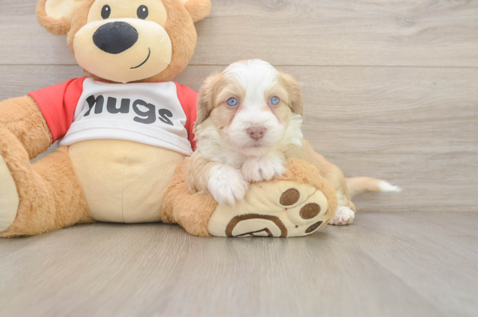 5 week old Aussiechon Puppy For Sale - Windy City Pups
