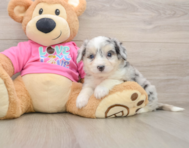 7 week old Aussiechon Puppy For Sale - Windy City Pups