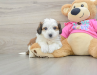 6 week old Aussiechon Puppy For Sale - Windy City Pups