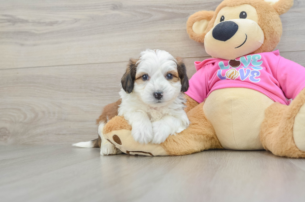 5 week old Aussiechon Puppy For Sale - Windy City Pups