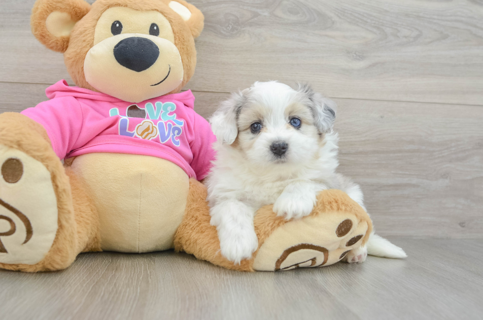 6 week old Aussiechon Puppy For Sale - Windy City Pups