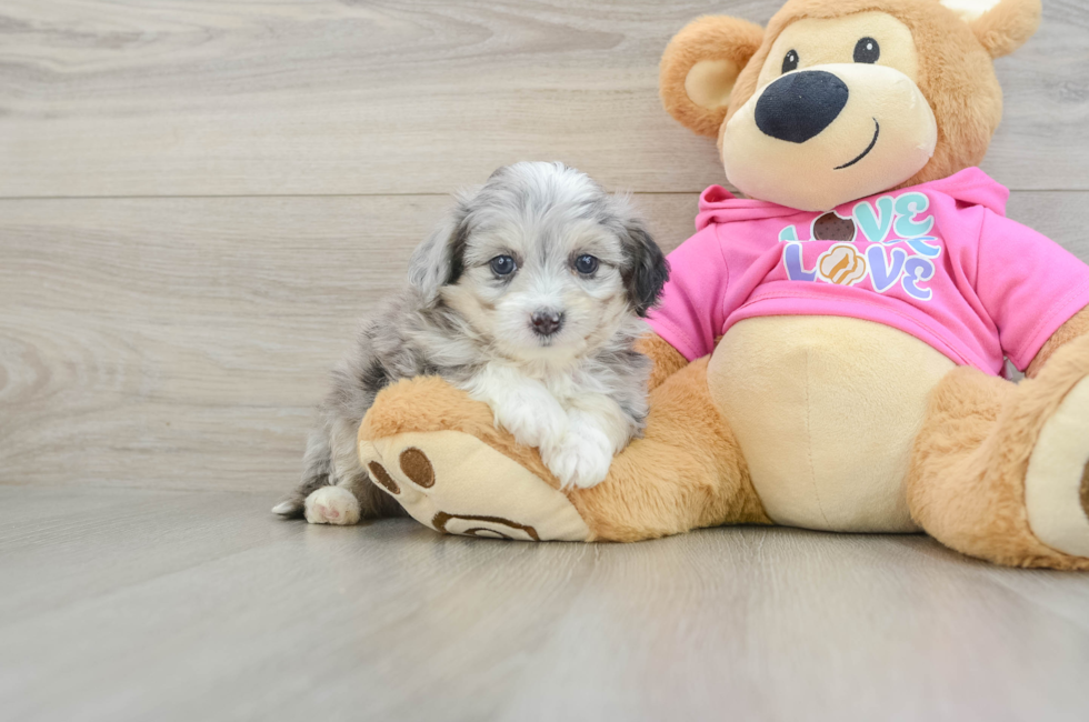 6 week old Aussiechon Puppy For Sale - Windy City Pups