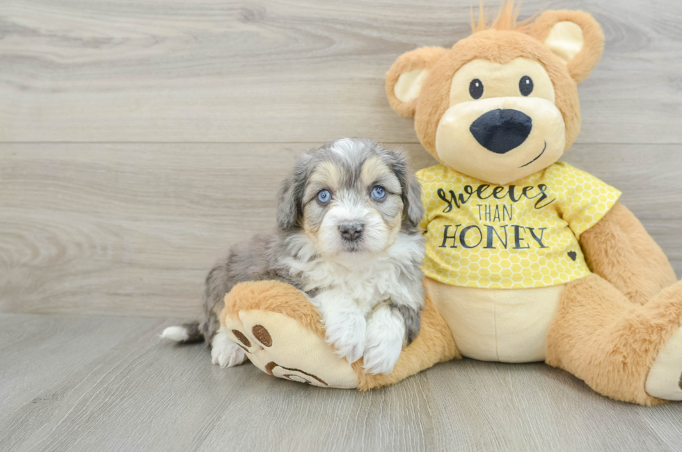 5 week old Aussiechon Puppy For Sale - Windy City Pups