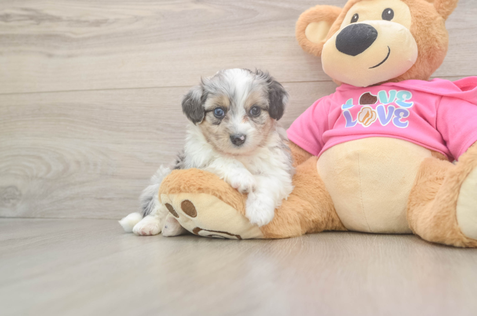 6 week old Aussiechon Puppy For Sale - Windy City Pups