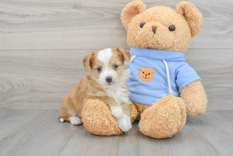 Hypoallergenic Australian Designer Puppy