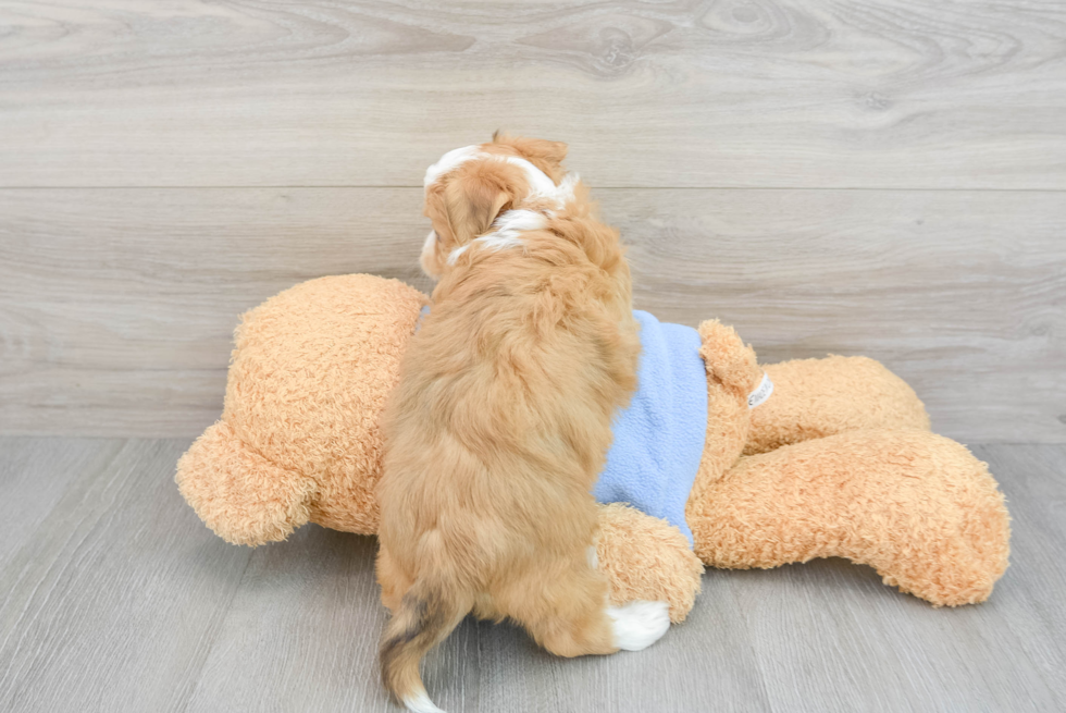 Aussiechon Puppy for Adoption