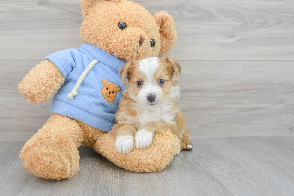 Aussiechon Pup Being Cute