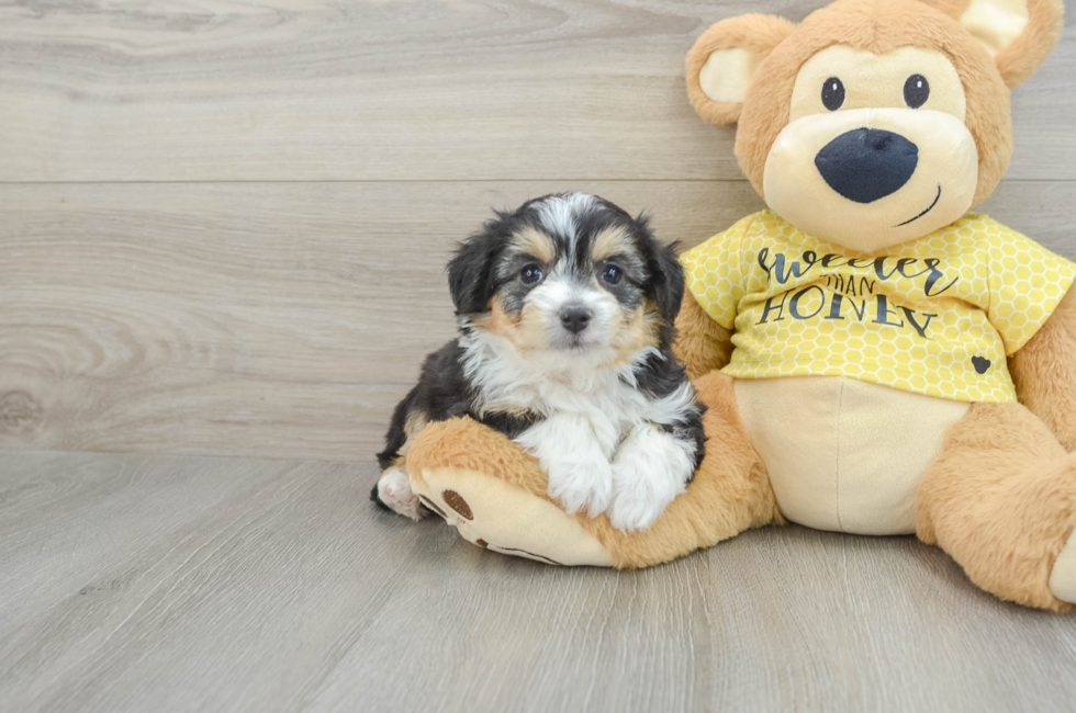 5 week old Aussiechon Puppy For Sale - Windy City Pups