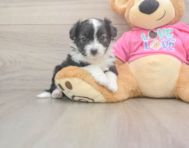 8 week old Aussiechon Puppy For Sale - Windy City Pups