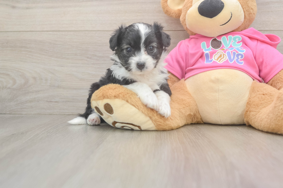 6 week old Aussiechon Puppy For Sale - Windy City Pups