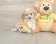 6 week old Aussiechon Puppy For Sale - Windy City Pups