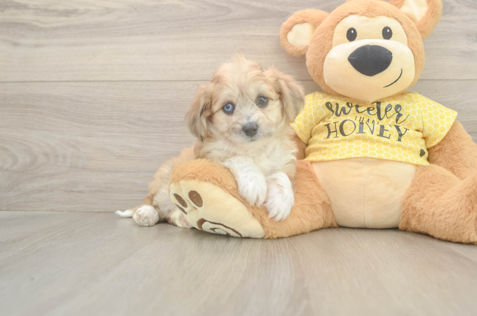 5 week old Aussiechon Puppy For Sale - Windy City Pups