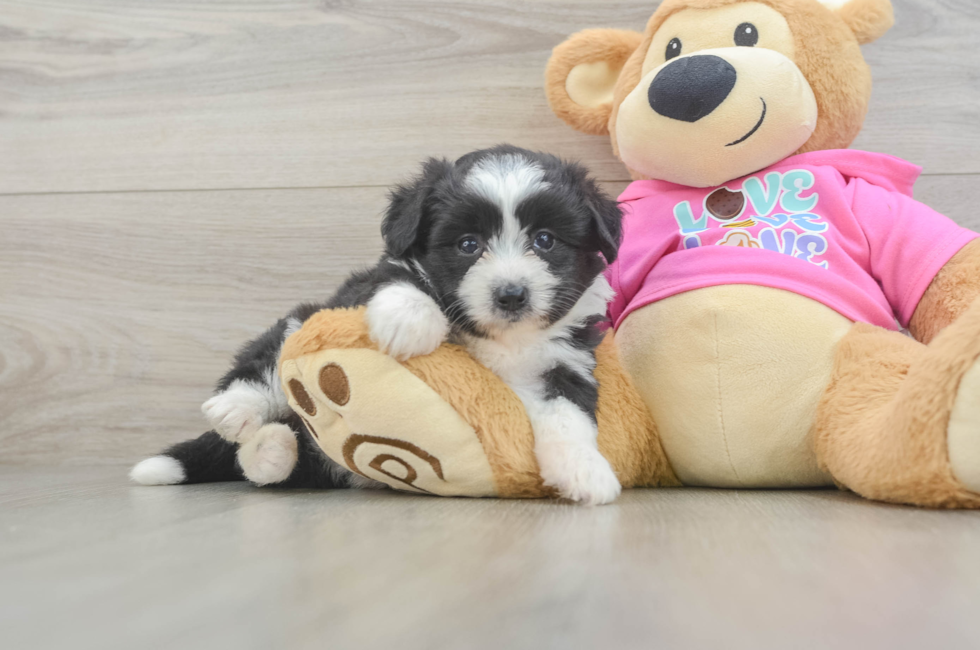 6 week old Aussiechon Puppy For Sale - Windy City Pups