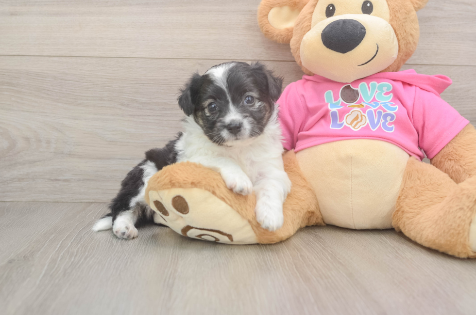 6 week old Aussiechon Puppy For Sale - Windy City Pups