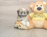 6 week old Aussiechon Puppy For Sale - Windy City Pups