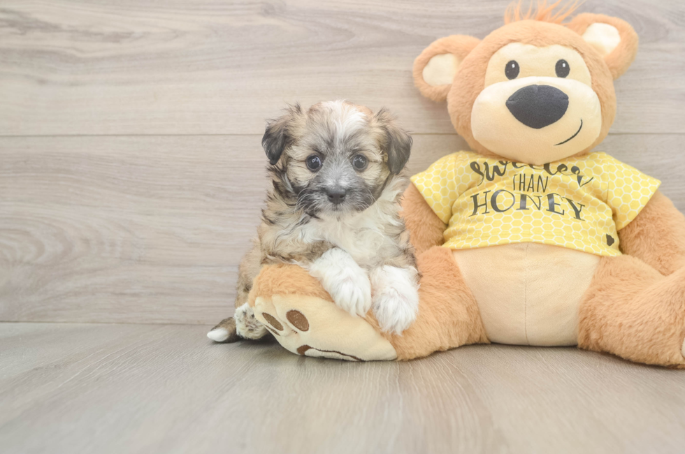 5 week old Aussiechon Puppy For Sale - Windy City Pups