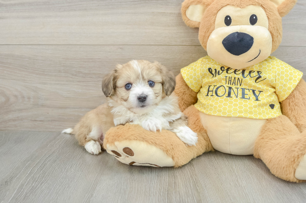 5 week old Aussiechon Puppy For Sale - Windy City Pups