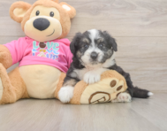 6 week old Aussiechon Puppy For Sale - Windy City Pups