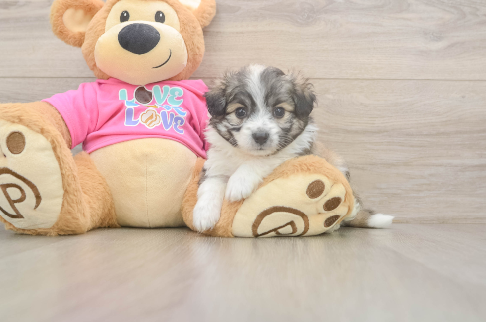 6 week old Aussiechon Puppy For Sale - Windy City Pups