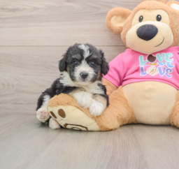 8 week old Aussiechon Puppy For Sale - Windy City Pups