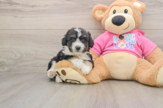 Aussiechon Pup Being Cute