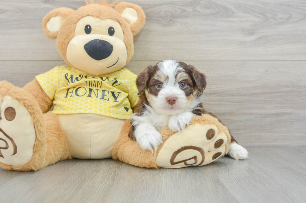 5 week old Aussiechon Puppy For Sale - Windy City Pups