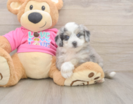 5 week old Aussiechon Puppy For Sale - Windy City Pups