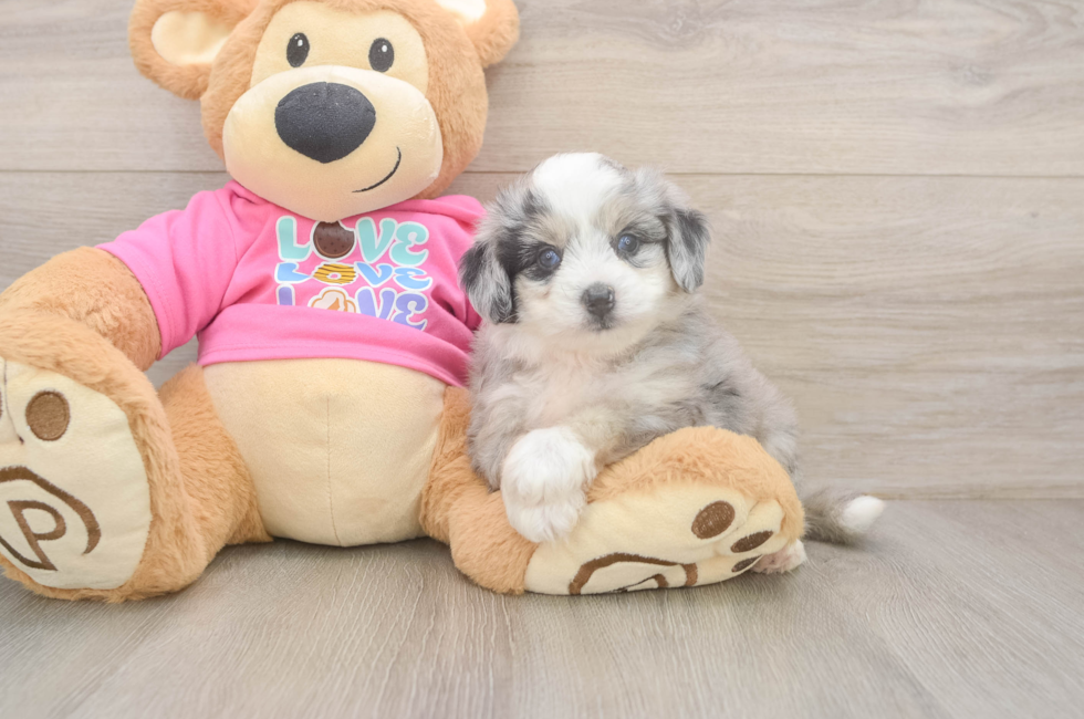 5 week old Aussiechon Puppy For Sale - Windy City Pups
