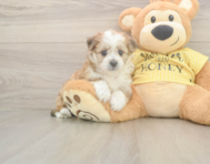 6 week old Aussiechon Puppy For Sale - Windy City Pups