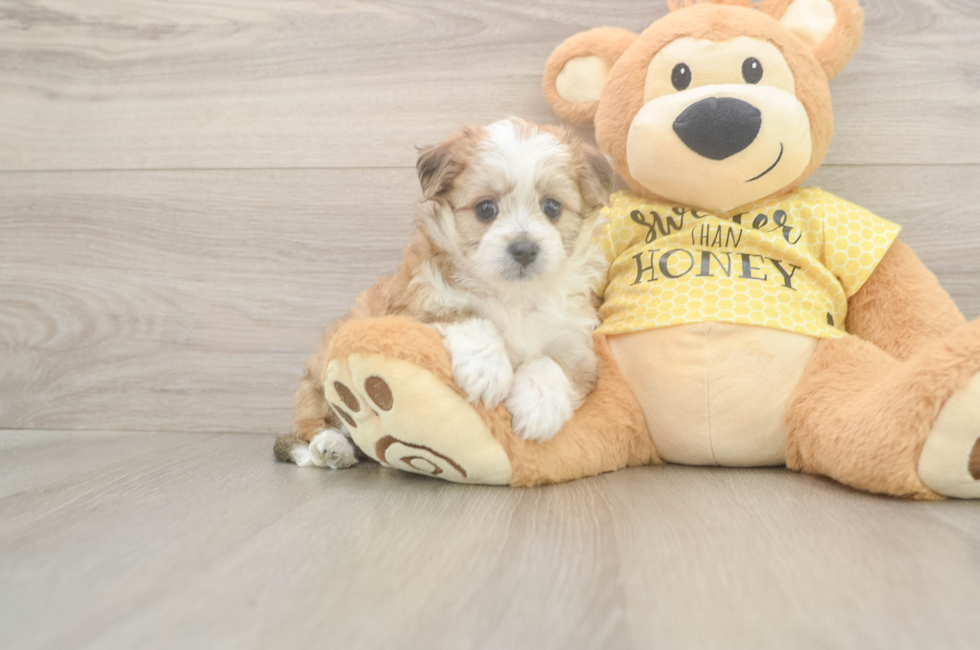 5 week old Aussiechon Puppy For Sale - Windy City Pups