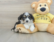 7 week old Aussiechon Puppy For Sale - Windy City Pups