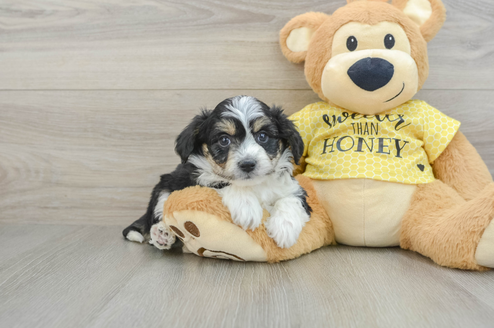 5 week old Aussiechon Puppy For Sale - Windy City Pups