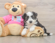 6 week old Aussiechon Puppy For Sale - Windy City Pups